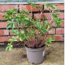 Potentilla Miss Willmott