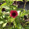 Potentilla Ron McBeath
