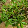 Potentilla Ron McBeath