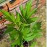 Rudbeckia Herbstonne AGM