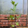 Rudbeckia Herbstonne AGM