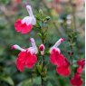 Salvia Hot Lips AGM