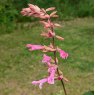 Salvia Kisses & Wishes