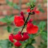 Salvia Salvito Scarlet