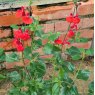 Salvia Salvito Scarlet