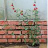 Salvia Salvito Scarlet