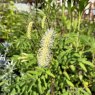 Sanguisorba albiflora