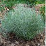 Helichrysum italicum (Curry Plant)