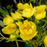 Paeonia ludlowii (Ludlow's tree peony)