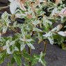 Salix integra 'Hakuro-nishiki' AGM (Flamingo Willow)