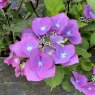 Hydrangea macrophylla 'Zorro' AGM