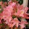 Deciduous Azalea Jolie Madame AGM