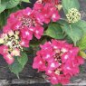 Hydrangea macrophylla 'Kardinal' AGM