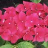 Hydrangea macrophylla 'Kardinal' AGM