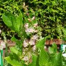 Clethra alnifolia 'Ruby Spice' AGM