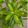 Drimys winteri var. chilensis