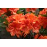 Deciduous Azalea Goldköpfchen (Gold Head)