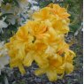 Deciduous Azalea Klondyke  AGM