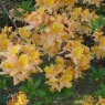 Deciduous Azalea Knaphill Apricot