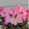 Rhododendron Bohlken's Kronjuwel (Crown Jewel)