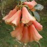Rhododendron cinnabarinum (High Altitude) Seed Raised