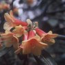 Rhododendron cinnabarinum (High Altitude) Seed Raised