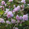Rhododendron April Reign