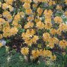 Deciduous Azalea Knaphill Apricot