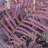 Albizia julibrissin 'Summer Chocolate' AGM