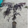 Albizia julibrissin 'Summer Chocolate' AGM