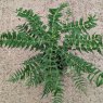 Mahonia oiwakensis subsp. lomariifolia AGM