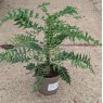 Mahonia oiwakensis subsp. lomariifolia AGM