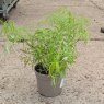 Sambucus Welsh Gold