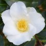 Camellia japonica 'Alba Simplex'