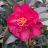 Camellia hiemalis 'Dazzler'
