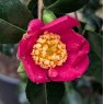 Camellia sasanqua 'Rosea'