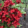 Deciduous Azalea Knaphill Red