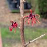 Hamamelis intermedia Rubin AGM