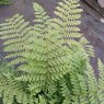 Polystichum setiferum AGM
