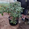 Rhododendron True Blue - Open Ground Plant
