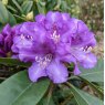 Rhododendron True Blue - Open Ground Plant