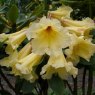 Rhododendron Golden Splendour - Open Ground Plant
