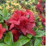 Deciduous Azalea Knaphill Red