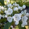 Kalmia latifolia ‘Elf’