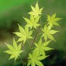 Acer palmatum 'Summer Gold'