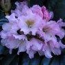 Rhododendron 'Dufthecke Lilac'  INKARHO STANDARD