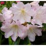 Rhododendron Dufthecke Rose INKARHO STANDARD