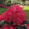 Rhododendron Red Star (Bohlkens Roter Stern) STANDARD