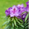 Rhododendron Grazeasy Purple INKARHO