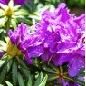 Rhododendron Grazeasy Purple INKARHO